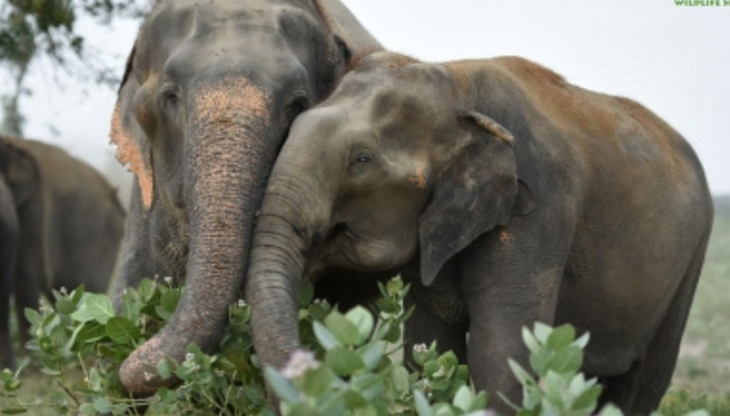 members of the uk parliament urge pm modi to protect endangered asian elephants