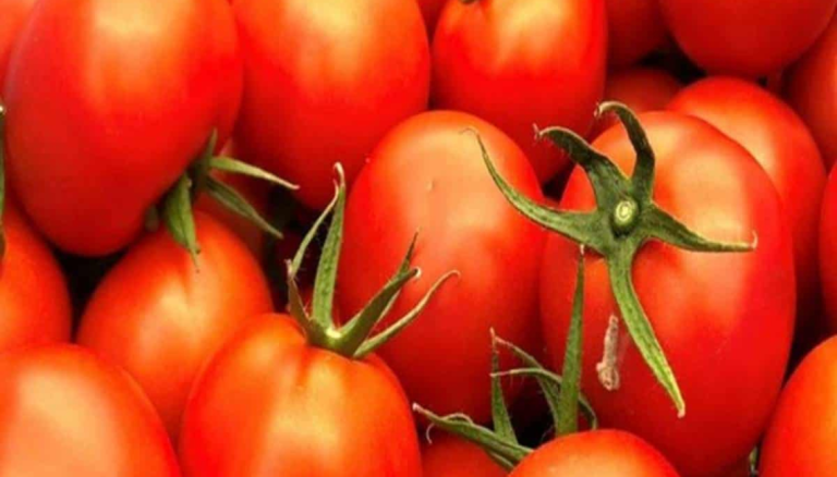 Theft of 150 kg of tomatoes in Jaipur