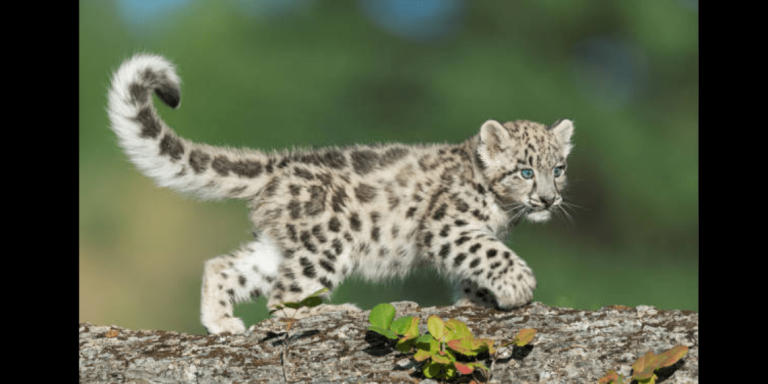 Discovery of Leopard and Cubs in the Vicinity of Konaraopet Forest Area