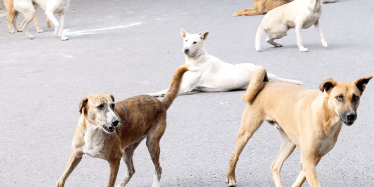 Random Dog Attacks in Shamshabad Leave 5 Children Injured