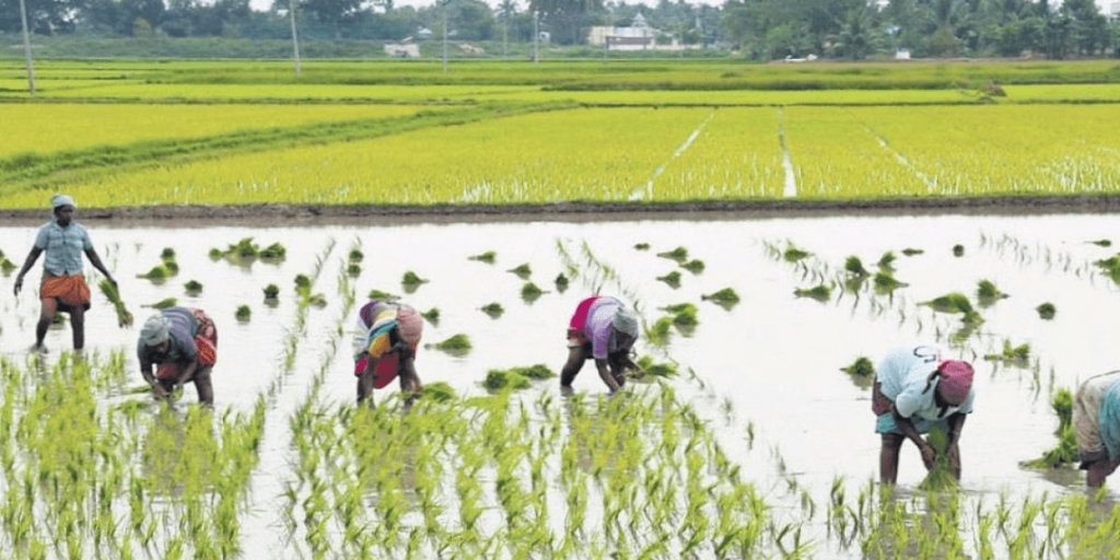 telangana state sees decline in cultivated area due to unpredictable rainfall    