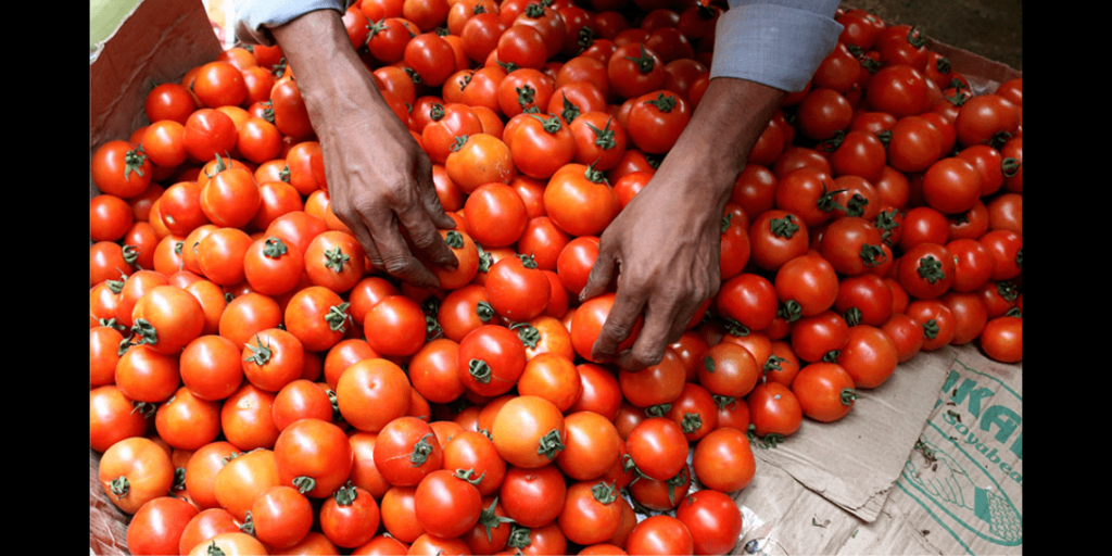 tomato prices hit rock bottom, selling at rs. 2 per kilogram