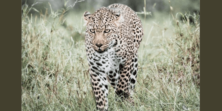 Leopard Spotted at Srisailam Temple Grounds