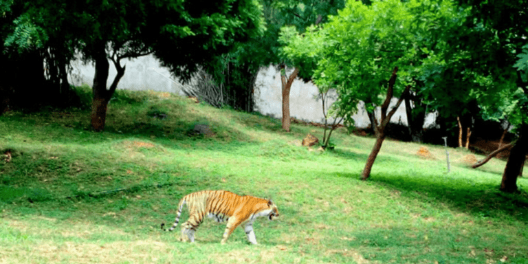 Vizag Zoo Introduces a 2.5-Year-Old Lioness to Its Wildlife Family