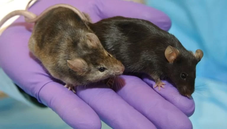 First time ever: Japanese scientists grow mouse embryos in space