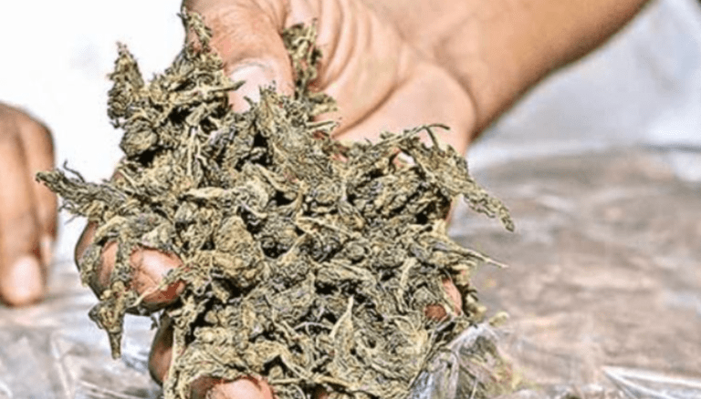 Hyderabad: 30kg Ganja Seized, 9 Peddlers Arrested