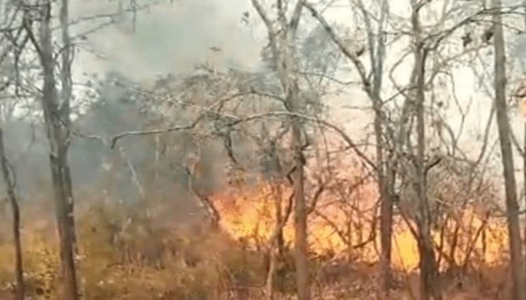 Forest Fires Hit Nallamalla in Telangana