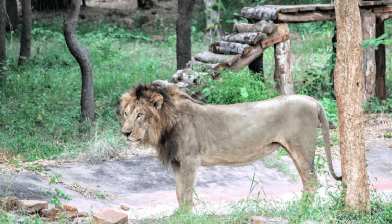 Tragedy at Sri Venkateswara Zoo: Man Enters Lion Enclosure, Mauled to Death