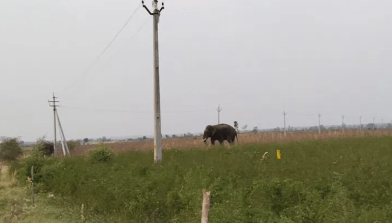 Wild Elephant Attack Rural Telangana: Two Farmers Killed